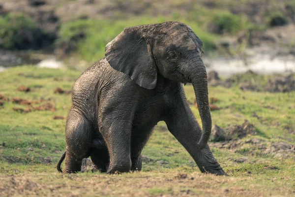 Африканский Слон Сидит Траве — стоковое фото