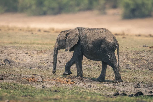 Африканский Слон Пересекает Грязный Берег Реки — стоковое фото
