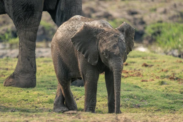 Baby Afrikaanse Struik Olifant Staat Naast Koe — Stockfoto