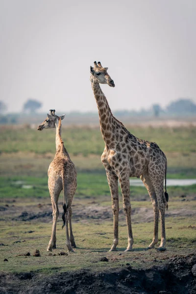 Bébé Girafe Tient Avec Mère Sur Rive — Photo