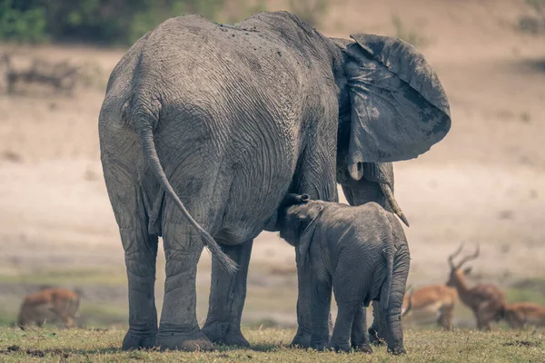 Дитина Висмоктується Африканського Слона Заплаві — стокове фото