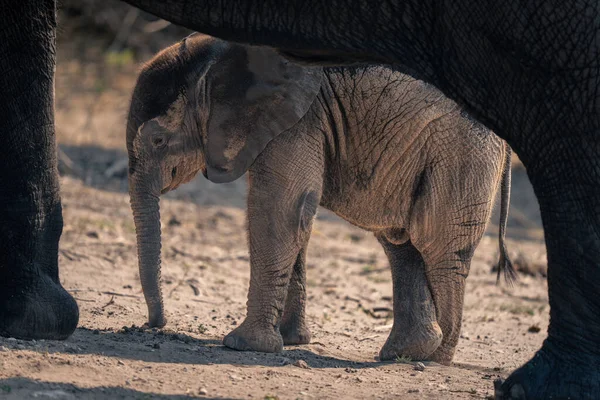 Μωρό Ελέφαντας Στέκεται Κάτω Από Την Κοιλιά Της Μητέρας — Φωτογραφία Αρχείου