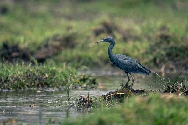 Black Heron Stands Fishing Grassy Riverbank — Stock Photo, Image