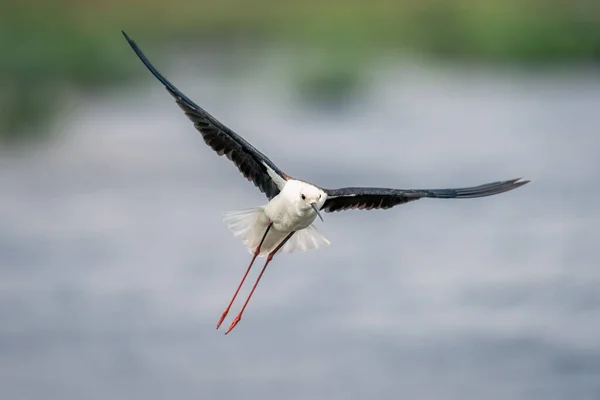 Stelzenläufer Fliegt Über Fluss Mit Baumelnden Beinen — Stockfoto