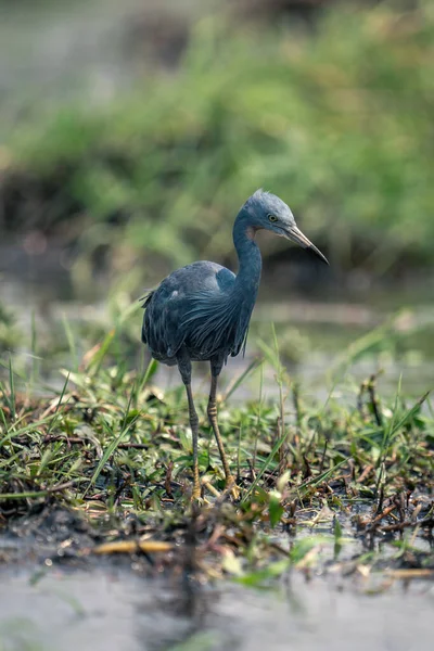 Black Heron Stands Grass River — Stock Photo, Image