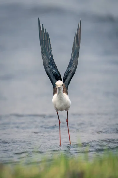 Black Winged Stilt Stands Shallows Lifting Wings — Stock Photo, Image