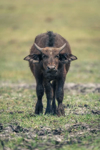 stock image Cape buffalo calf stands staring towards camera