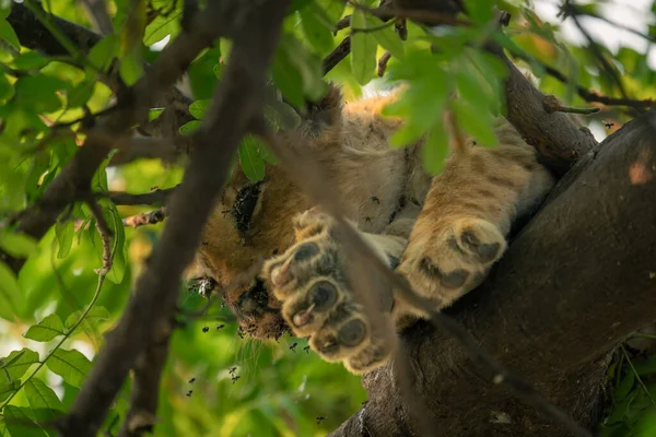 Тело Львёнка Лежит Дереве — стоковое фото