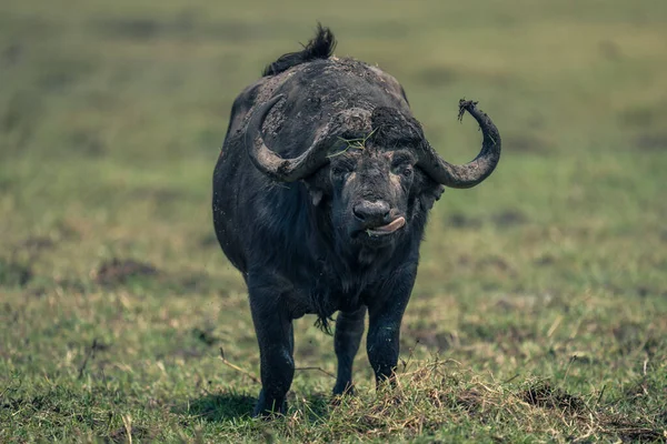 水牛は草の上に唇をなめるスタンド — ストック写真