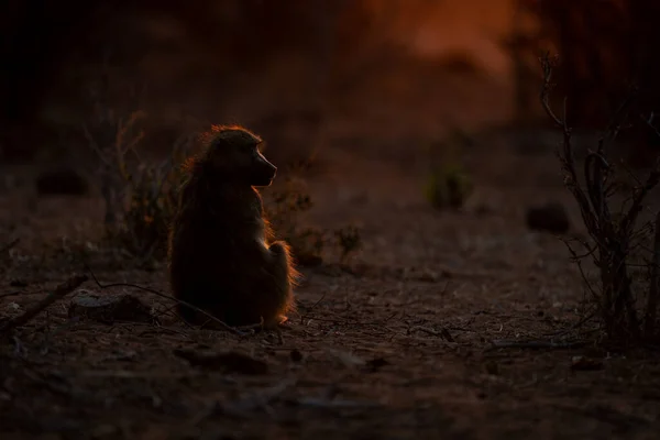 Chacma狒狒在温暖的光线下背光坐着 — 图库照片