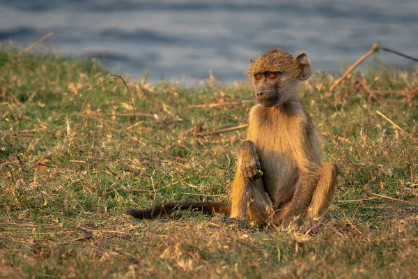 Chacma Baboon Sits Grass River — Stock Photo, Image