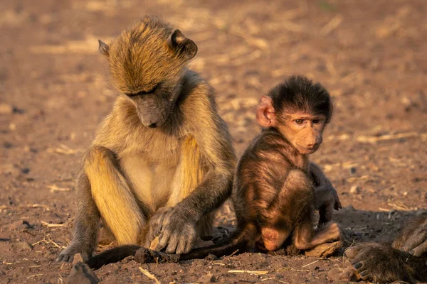 Chacma狒狒和宝宝一起坐在地上 — 图库照片