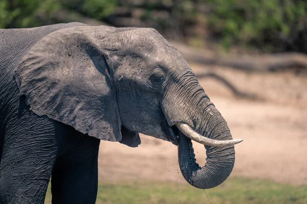 非洲丛林大象浮水的特写 — 图库照片