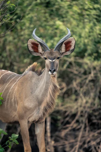 Närbild Tonåring Hane Större Kudu Stirrar — Stockfoto