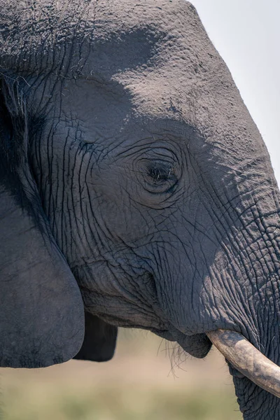 Acercamiento Cara Elefante Africano Perfil — Foto de Stock