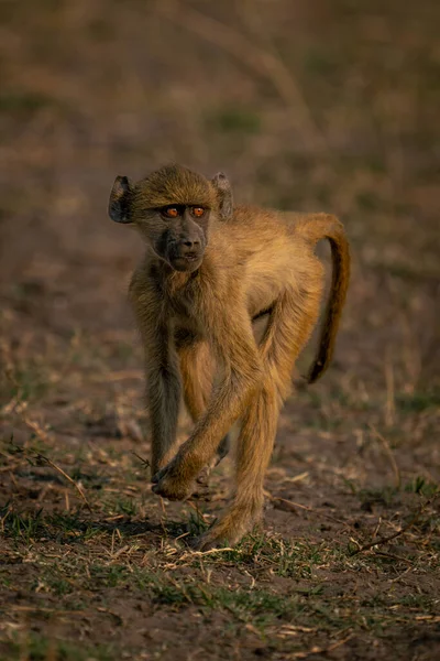 전조등을 개코원숭이 — 스톡 사진