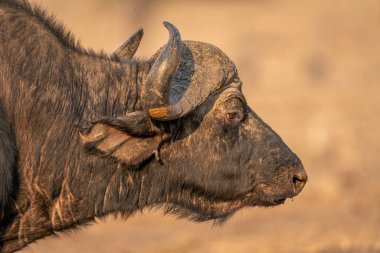 Cape Buffalo 'nun yüz ve boynuna yakın çekim