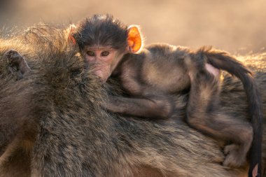 Close-up of chacma baboon sitting on mother clipart