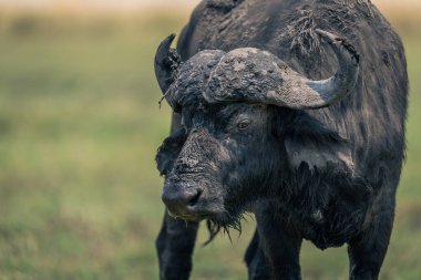 Cape Buffalo 'nun çimlerin üzerinde duran yakın çekimi