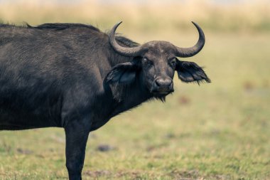 Close-up of female Cape buffalo watching camera clipart