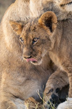 Annesinin yanından geçen aslan yavrusunun yakın çekimi.
