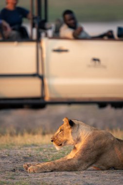 Safari kamyonunun yanında yatan dişi aslanın yakın çekimi.