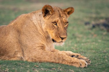 Çimlerin üzerinde yatan dişi aslanın yakın çekimi.