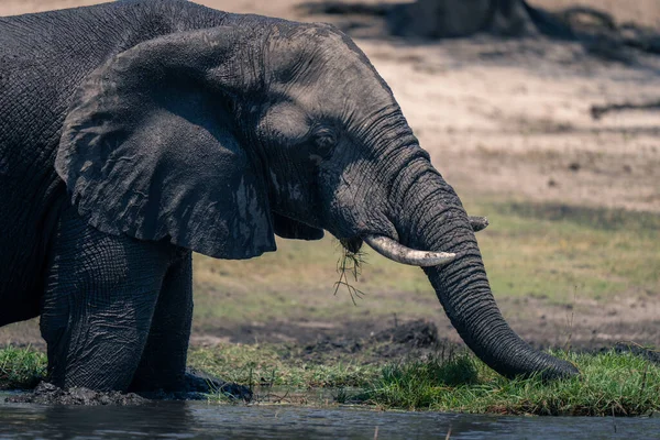 Primer Plano Del Elefante Africano Pastando Río — Foto de Stock