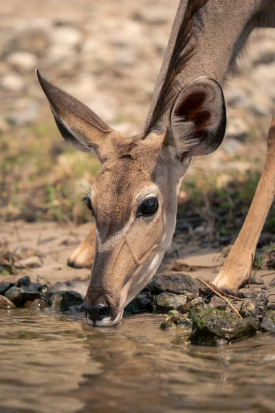 Close Female Greater Kudu Sipping Water — Stock Photo, Image