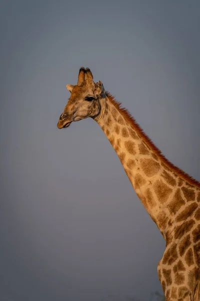 Primo Piano Della Giraffa Meridionale Femminile Con Riflettore — Foto Stock