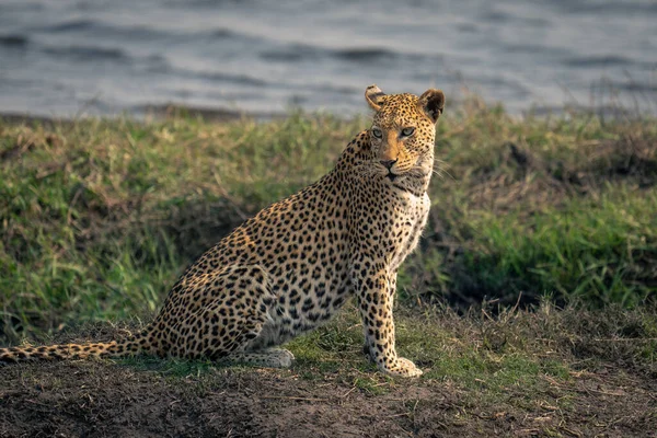 Крупный План Самки Леопарда Сидящей Реки — стоковое фото