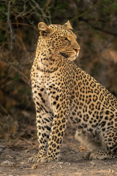 Primo Piano Del Leopardo Femmina Seduto Vicino Cespuglio — Foto Stock