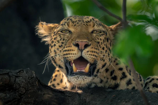 Ağaç Ağzındaki Leoparın Yakın Çekimi — Stok fotoğraf