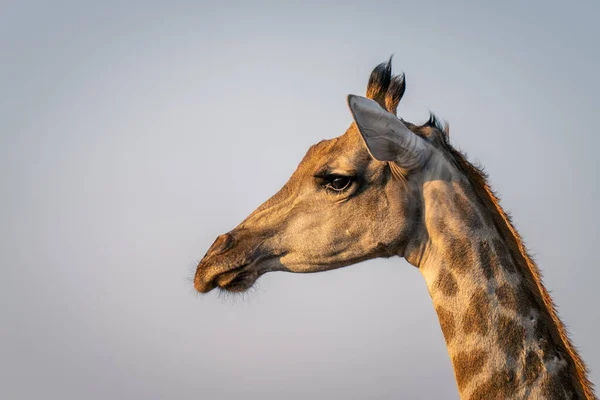 Primo Piano Della Giraffa Meridionale Femminile Contro Cielo — Foto Stock