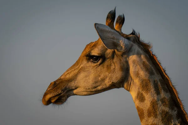 Gros Plan Girafe Sud Féminine Regardant Gauche — Photo