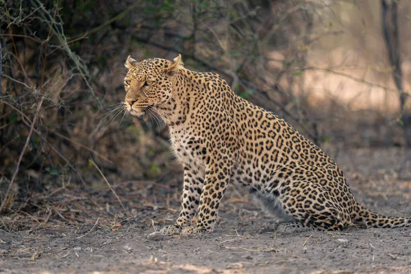 Primer Plano Del Leopardo Agachado Sobre Suelo Arenoso — Foto de Stock