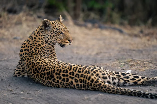 Close Leopardo Deitado Olhando Por Cima Ombro — Fotografia de Stock