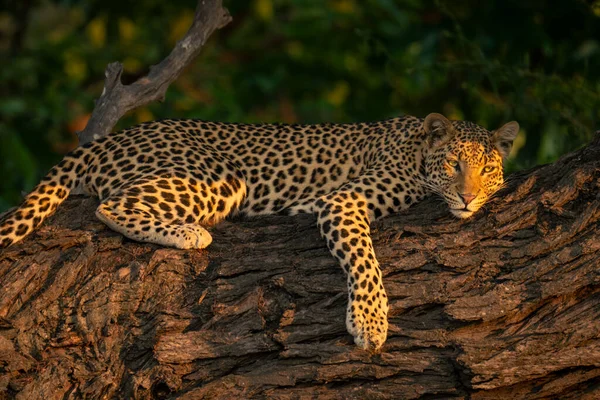 Nærbillede Leopard Liggende Solbeskinnet Gren - Stock-foto