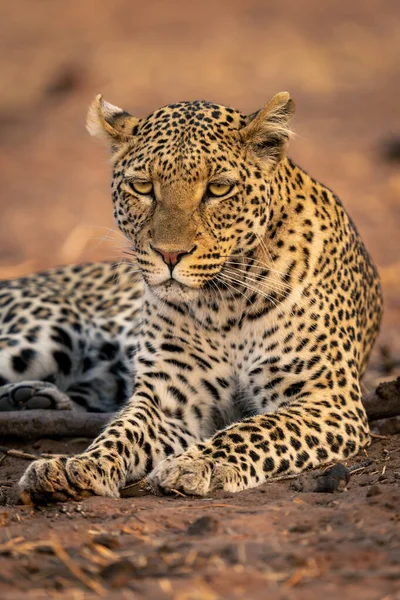 Közelkép Homokot Bámuló Leopárdról — Stock Fotó