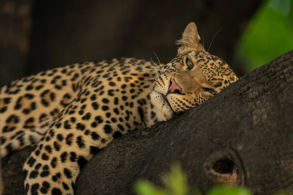 Nahaufnahme Eines Leoparden Der Schläfrig Auf Einem Ast Liegt — Stockfoto