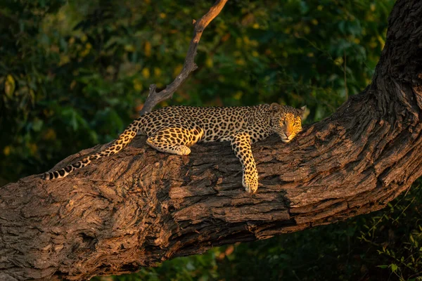 Närbild Leopard Ligger Solbelyst Bål — Stockfoto
