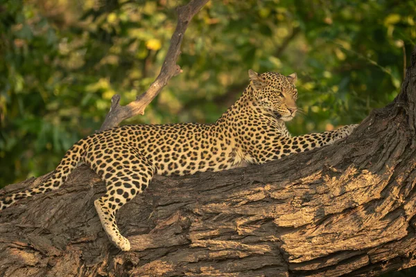 Detailní Záběr Leoparda Ležícího Kmeni Stromu — Stock fotografie