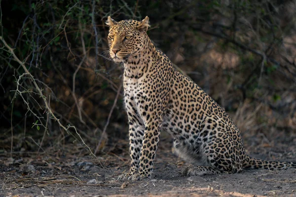 Primer Plano Del Leopardo Sentado Por Los Arbustos Mirando Fijamente —  Fotos de Stock