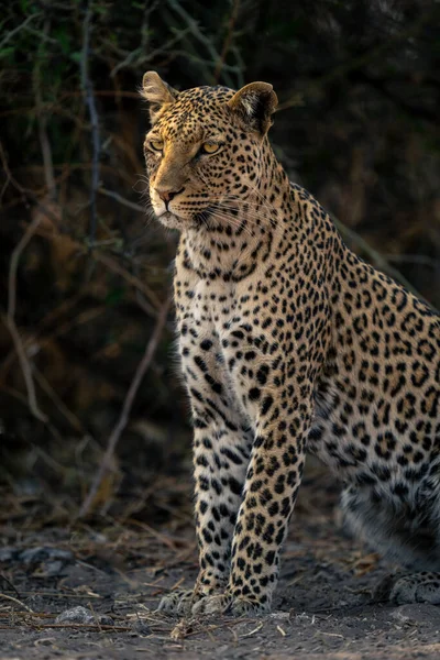 Primer Plano Del Leopardo Sentado Junto Los Arbustos Mirando Fijamente —  Fotos de Stock