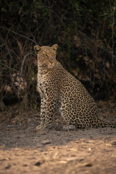 Nahaufnahme Eines Leoparden Beim Drehen Gebüsch — Stockfoto