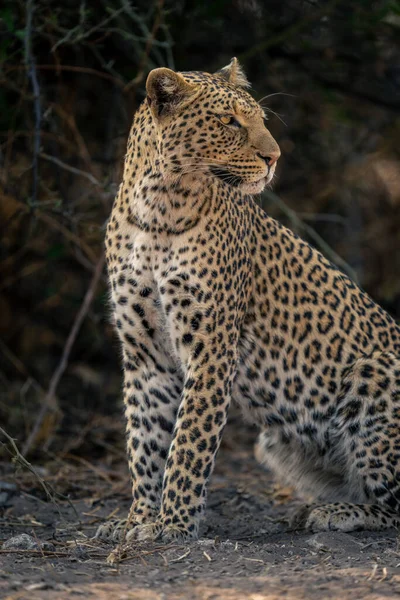 Close Leopardo Sentado Olhando Sobre Ombro — Fotografia de Stock