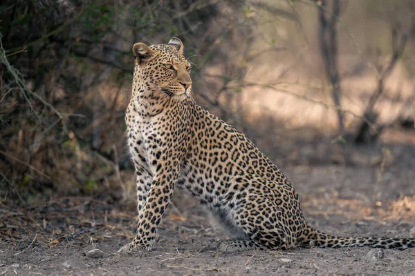 Primo Piano Leopardo Seduto Girando Sulla Sabbia — Foto Stock