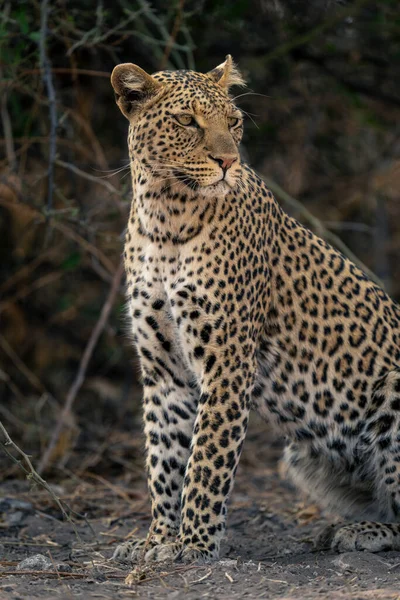 Close Leopardo Sentado Virando Cabeça — Fotografia de Stock