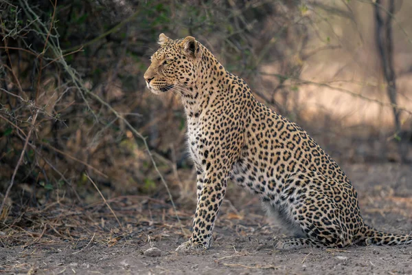 Primo Piano Del Leopardo Seduto Fissare Profilo — Foto Stock