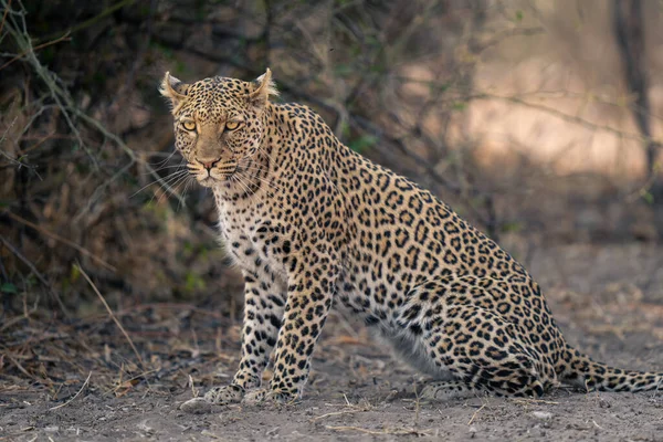 Primer Plano Del Leopardo Sentado Suelo Arenoso — Foto de Stock